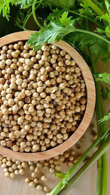 تخم گشنیز؛ خواص، طرز تشخیص نمونهٔ مرغوب و روش درست مصرف