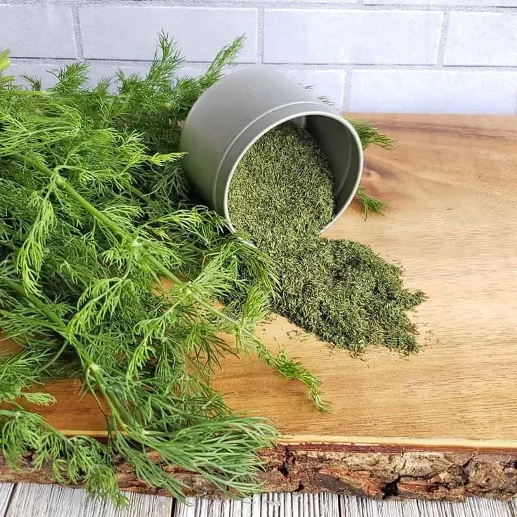 شوید خشک؛ خواص، تشخیص نمونهٔ تازه و نگهداری درست برای ماندگاری عطر